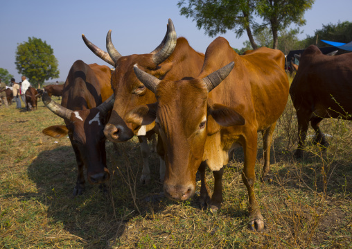 Nuer Tribe Livestock And Catlle Market, Gambela, Ethiopia
