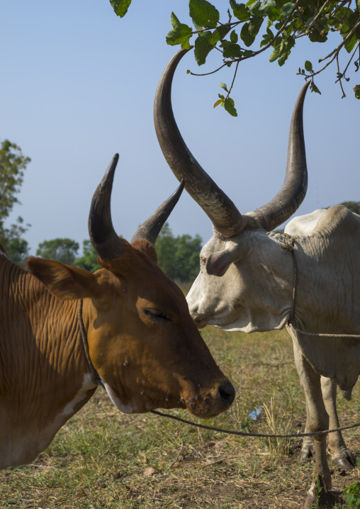 Nuer Tribe Livestock And Catlle Market, Gambela, Ethiopia