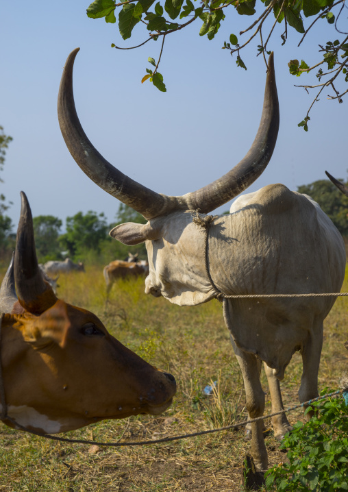 Nuer Tribe Livestock And Catlle Market, Gambela, Ethiopia