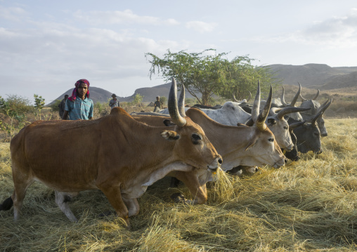 Harvest Season In Dila, Ethiopia