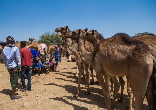 Man presenting his camels for sale in the camel market, Oromo, Sambate, Ethiopia