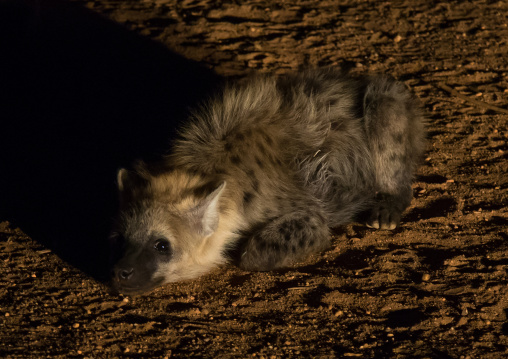 Hyena in the night laying on the ground after eating, Harari region, Harar, Ethiopia