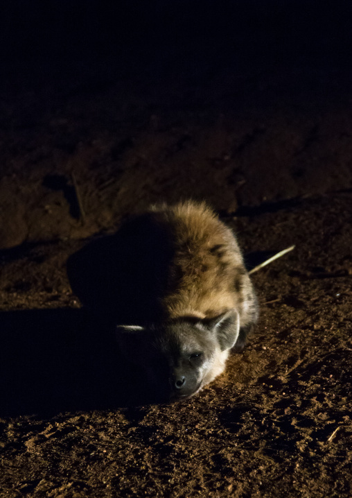 Hyena in the night laying on the ground after eating, Harari region, Harar, Ethiopia