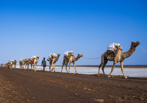 Camel caravans carrying salt blocks in the danakil depression, Afar region, Dallol, Ethiopia