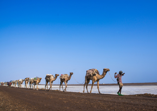 Afar tribe man camel caravans carrying salt blocks in the danakil depression, Afar region, Dallol, Ethiopia