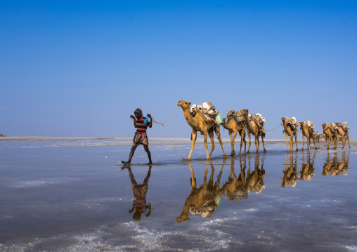 Afar tribe man camel caravans carrying salt blocks in the danakil depression, Afar region, Dallol, Ethiopia