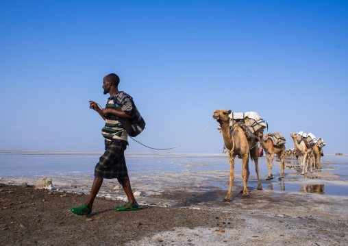 Afar tribe man camel caravans carrying salt blocks in the danakil depression, Afar region, Dallol, Ethiopia