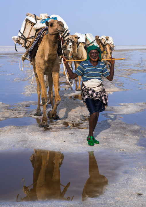 Afar tribe man camel caravans carrying salt blocks in the danakil depression, Afar region, Dallol, Ethiopia