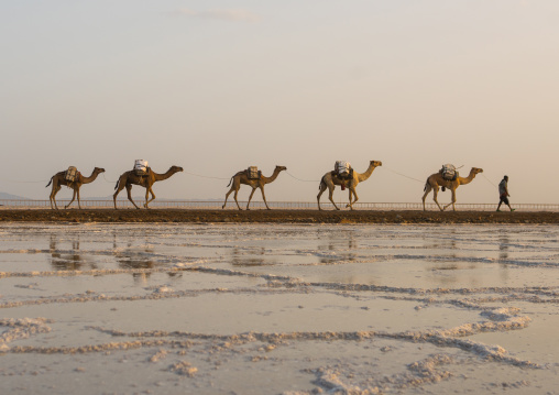 Camel caravans carrying salt blocks in the danakil depression, Afar region, Dallol, Ethiopia