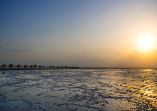 Camel caravans carrying salt blocks in the danakil depression, Afar region, Dallol, Ethiopia