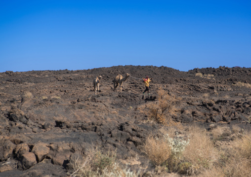Afar man leading a camel caravan in a rocky area, Afar region, Erta ale, Ethiopia