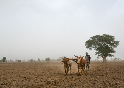 Ethiopian man plowing a field with two oxen, Kembata, Alaba kuito, Ethiopia