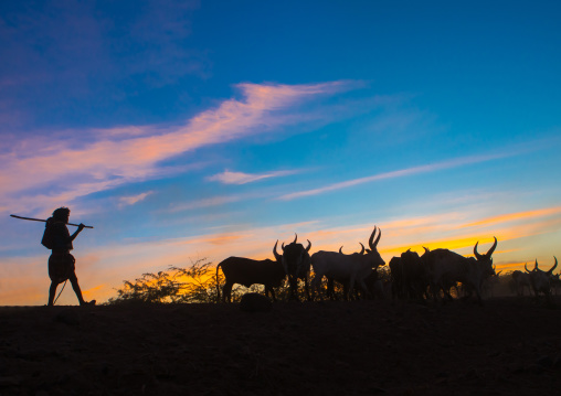 Silhouette of an afar tribe man with his cows at sunset, Afar region, Afambo, Ethiopia