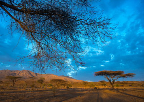 Acacias trees in an arid landscape, Oromia, Metehara, Ethiopia