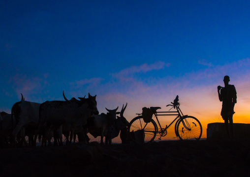 Silhouette of an afar tribe man with his cows at sunset, Afar region, Afambo, Ethiopia