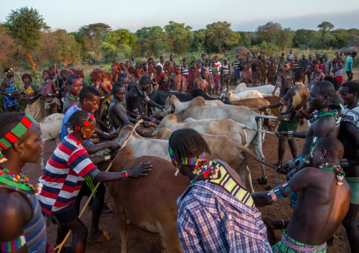 Hamer tribe men lining up the cows for bull jumping ceremony, Omo valley, Turmi, Ethiopia