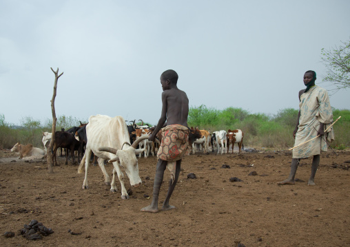Bodi tribe boy choosing a cow to collect blood from its neck, Omo valley, Hana mursi, Ethiopia