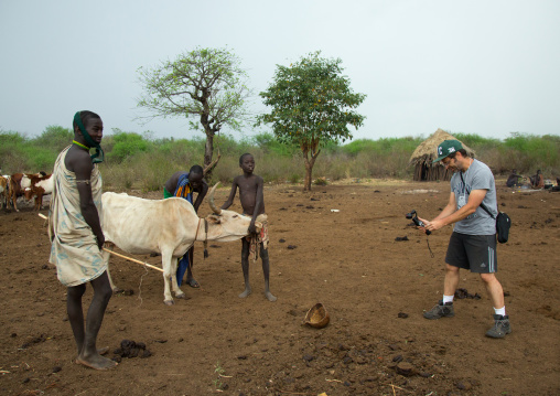 Tourist filming bodi tribe men taking blood from vein in neck of cow from hole made with arrow, Omo valley, Hana mursi, Ethiopia