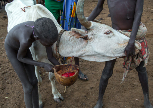 Bodi tribe men collecting blood from a cow, Omo valley, Hana mursi, Ethiopia