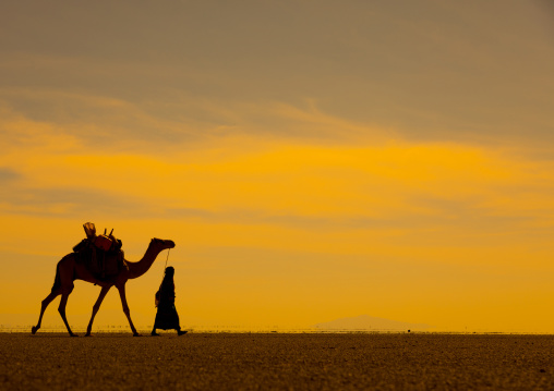 An Afar woman with a camel in the harsh dry desert at the danakil depression, Afar region, Mile, Ethiopia