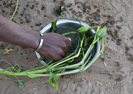 Herbs used in Afar tribe to make curly hair to the men, Afar region, Afambo, Ethiopia