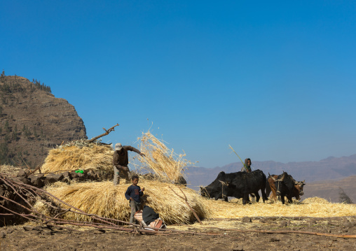 Ethiopian farmers threshing grain with bullocks, Amhara region, Lalibela, Ethiopia