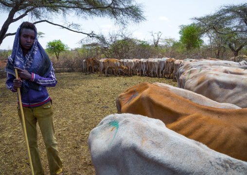 Cows suffering from the drought grouped in fences to be fed by the governement, Oromia, Yabelo, Ethiopia