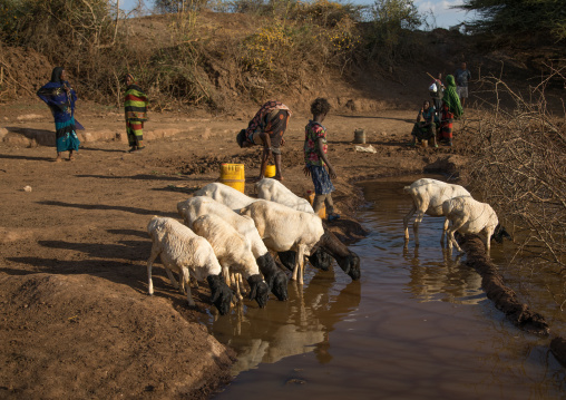 Borana women and their sheeps drinking water, Oromia, Yabelo, Ethiopia
