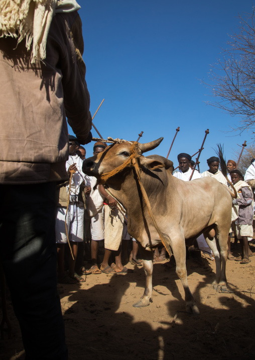 Slaughter of a bull during the Gada system ceremony in Borana tribe, Oromia, Yabelo, Ethiopia