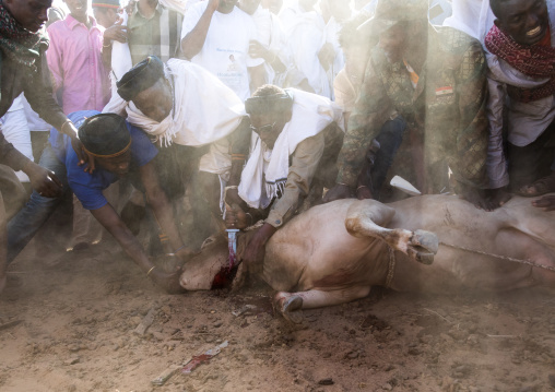 Slaughter of a bull during the Gada system ceremony in Borana tribe, Oromia, Yabelo, Ethiopia