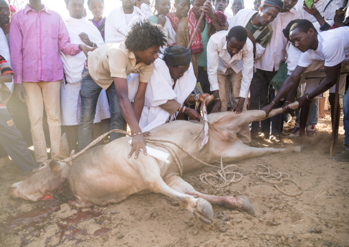 Kura Jarso cutting the genitals of a bull during the Gada system ceremony in Borana tribe, Oromia, Yabelo, Ethiopia