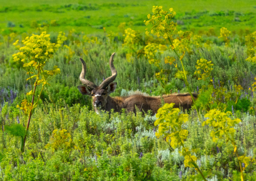 Male mountain nyala tragelaphus buxtoni, Oromia, Bale Mountains National Park, Ethiopia