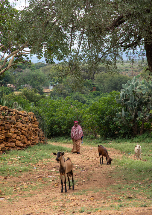 Oromo pilgrim in the shrine of sufi Sheikh Hussein , Oromia, Sheik Hussein, Ethiopia