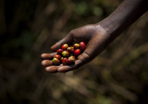 Coffee cherries, Bebeka coffee plantation, Ethiopia