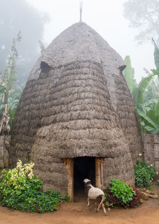 Traditional Dorze house made of bamboo and enset leaves, Gamo Gofa Zone, Gamole, Ethiopia