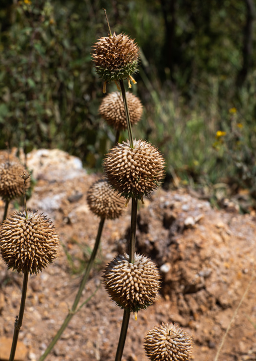 Dry thistles
, Omo valley, Kibish, Ethiopia