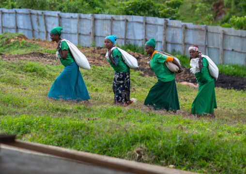 Ethiopian women carrying bags of coffee beans in a farm, Oromia, Shishinda, Ethiopia