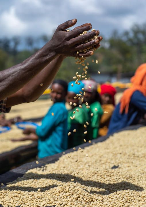 Ethiopian women drying coffee beans in a farm, Oromia, Shishinda, Ethiopia