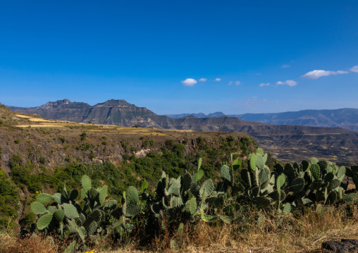 Mountainous landscape with cactus, Amhara Region, Lalibela, Ethiopia