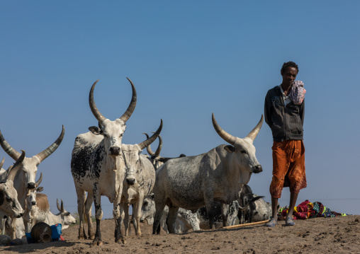 Afar tribe man with his cows, Afar region, Semera, Ethiopia