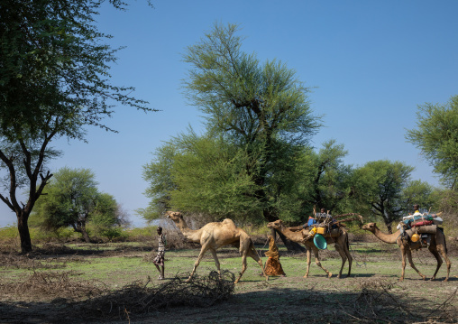Afar people leading a camel caravan, Afar region, Semera, Ethiopia