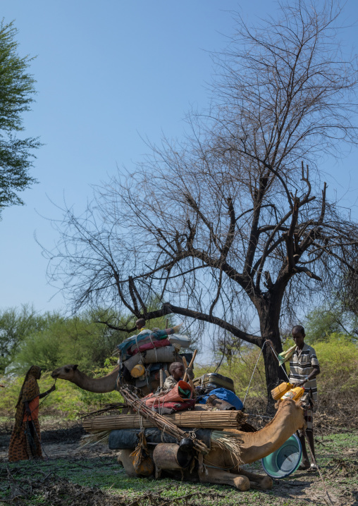 Camel caravan stopping to make a camp, Afar region, Semera, Ethiopia
