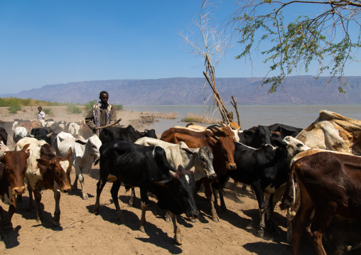 Cattle going to drink in afambo lake, Afar Region, Afambo, Ethiopia