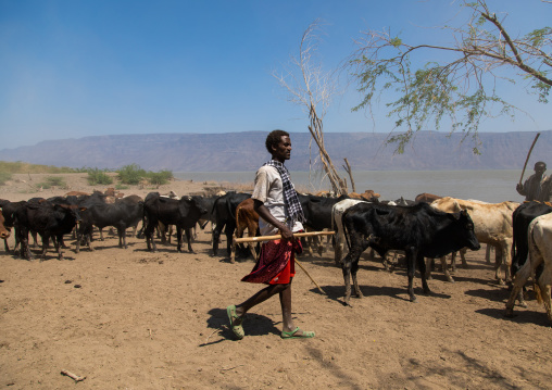 Cattle going to drink in afambo lake, Afar Region, Afambo, Ethiopia