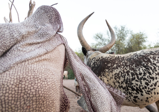 Afar woman and a cow, Afar Region, Afambo, Ethiopia