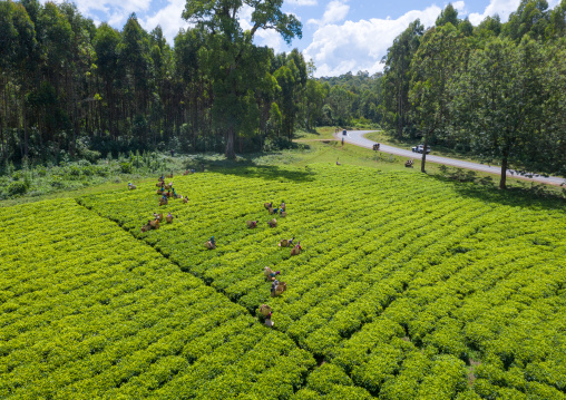Aerial view of ethiopian people working at green tea plantation, Keffa, Bonga, Ethiopia