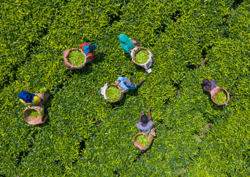 Aerial view of ethiopian people working at green tea plantation, Keffa, Bonga, Ethiopia