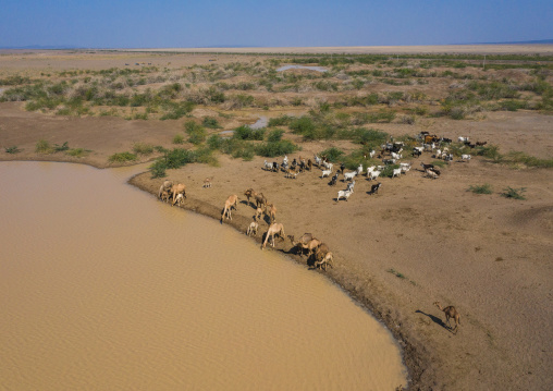Aerial view of cows and camels drinking water in a lake, Afar region, Semera, Ethiopia