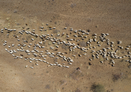 Aerial view of a flock of sheep in an arid area, Afar Region, Gewane, Ethiopia