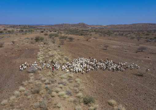 Aerial view of a flock of sheep in an arid area, Afar Region, Gewane, Ethiopia
